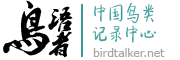 [鸟语者]中国鸟类记录中心 - 鸟语者