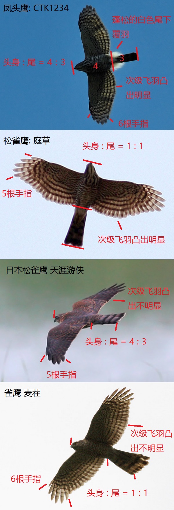 深圳的鹰1: 凤头鹰、松雀鹰、日本松雀鹰、雀鹰[PT]